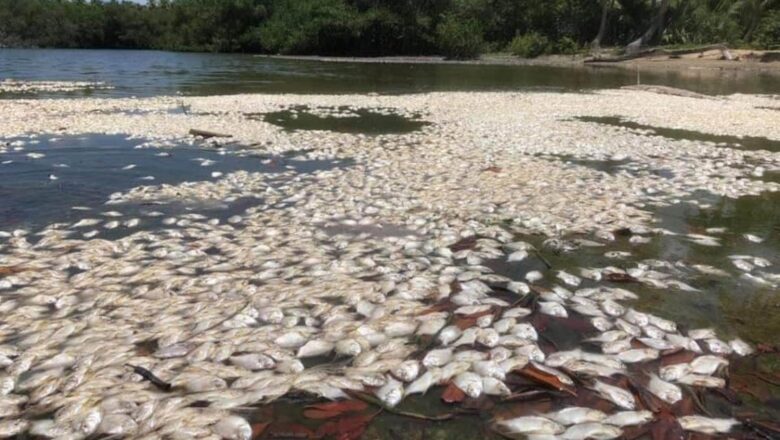 Medio Ambiente investiga muerte de peces en Sabana de la Mar y Miches