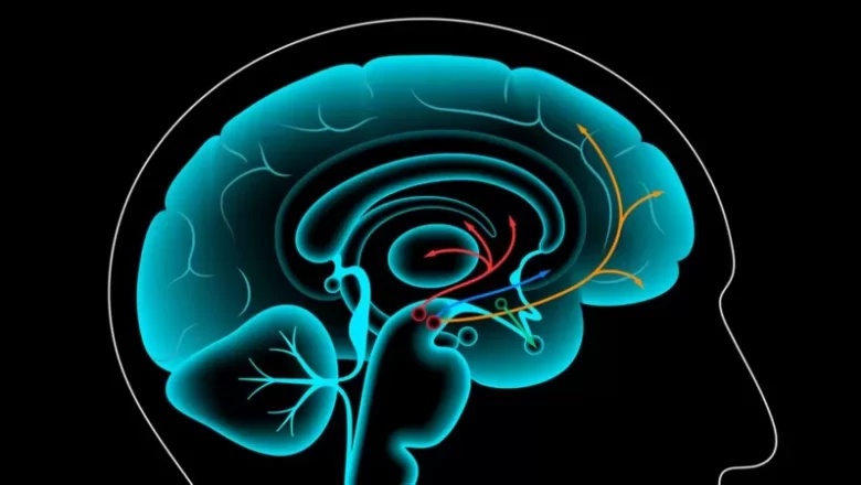 Cuáles son los beneficios del «ayuno de dopamina» y qué pasa en tu cerebro cuando te abstienes del exceso de placer