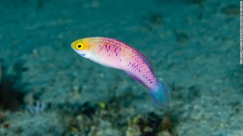 Conoce las nuevas especies que ha descubierto este buzo en la zona crepuscular del océano