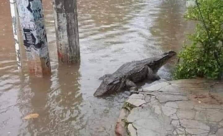 Cocodrilo causa pánico en la comunidad El Mamey