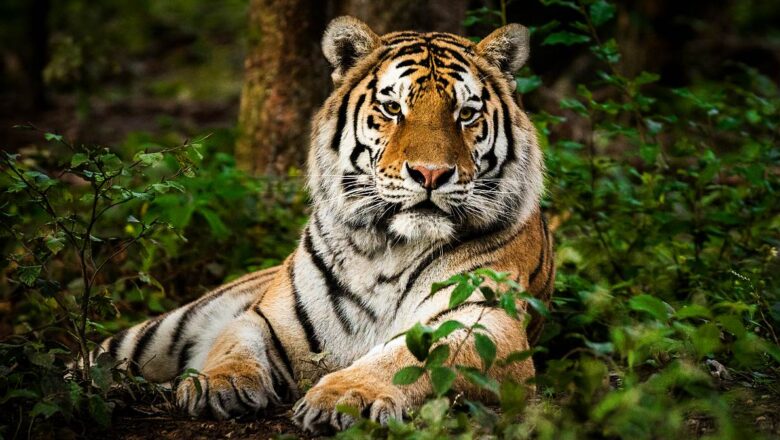 Tigres y elefantes en Asia evitan extinguirse viviendo cerca de humanos