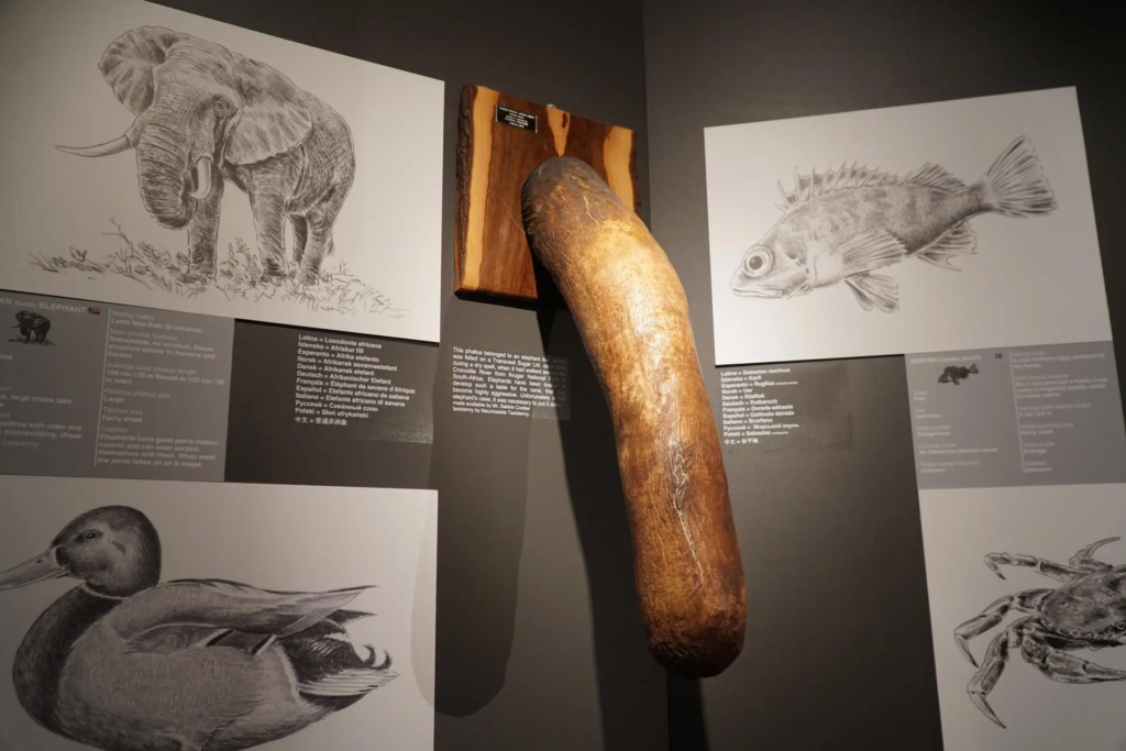 Además, el museo muestra tres centenares de piezas artísticas de diferentes materiales e incluso réplicas de penes reales: la Faloteca incluye una copia de los penes del equipo olímpico islandés de balonmano que logró la medalla de plata en los Juegos Olímpicos de 2008. Aquel equipo derrotó a España en semifinales.