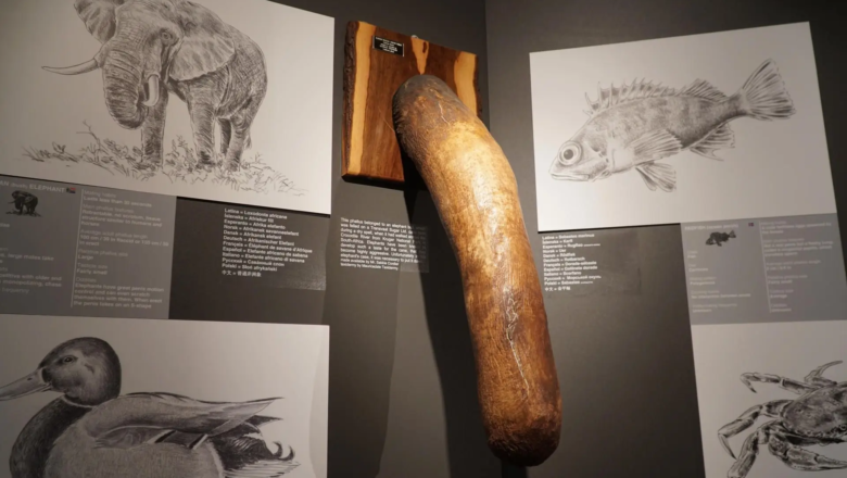 El museo del pene más completo del mundo