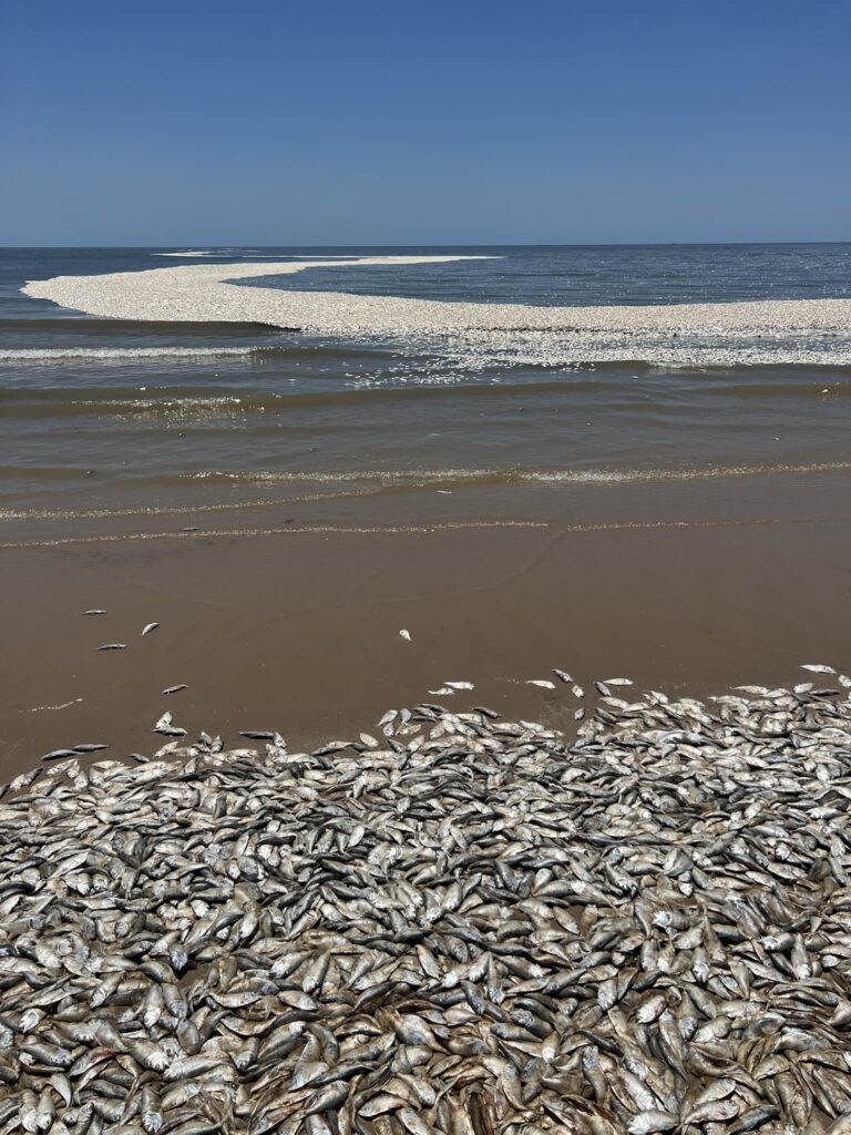 Miles de peces muertos aparecen en la costa de Texas