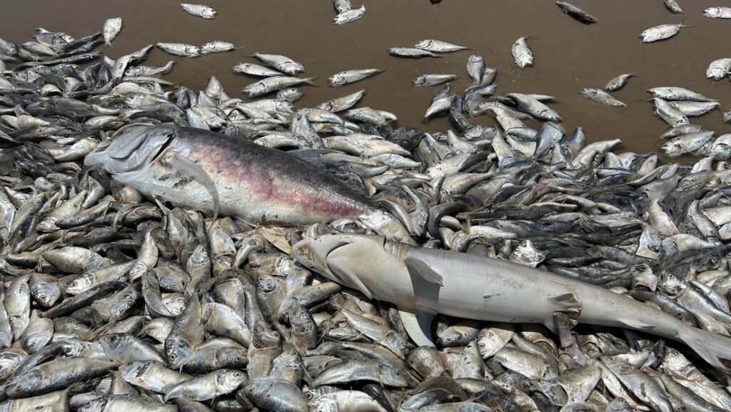 Miles de peces muertos aparecen en la costa de Texas