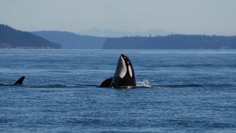 El aumento de enfermedades de la piel de origen desconocido en las orcas señal a los científicos