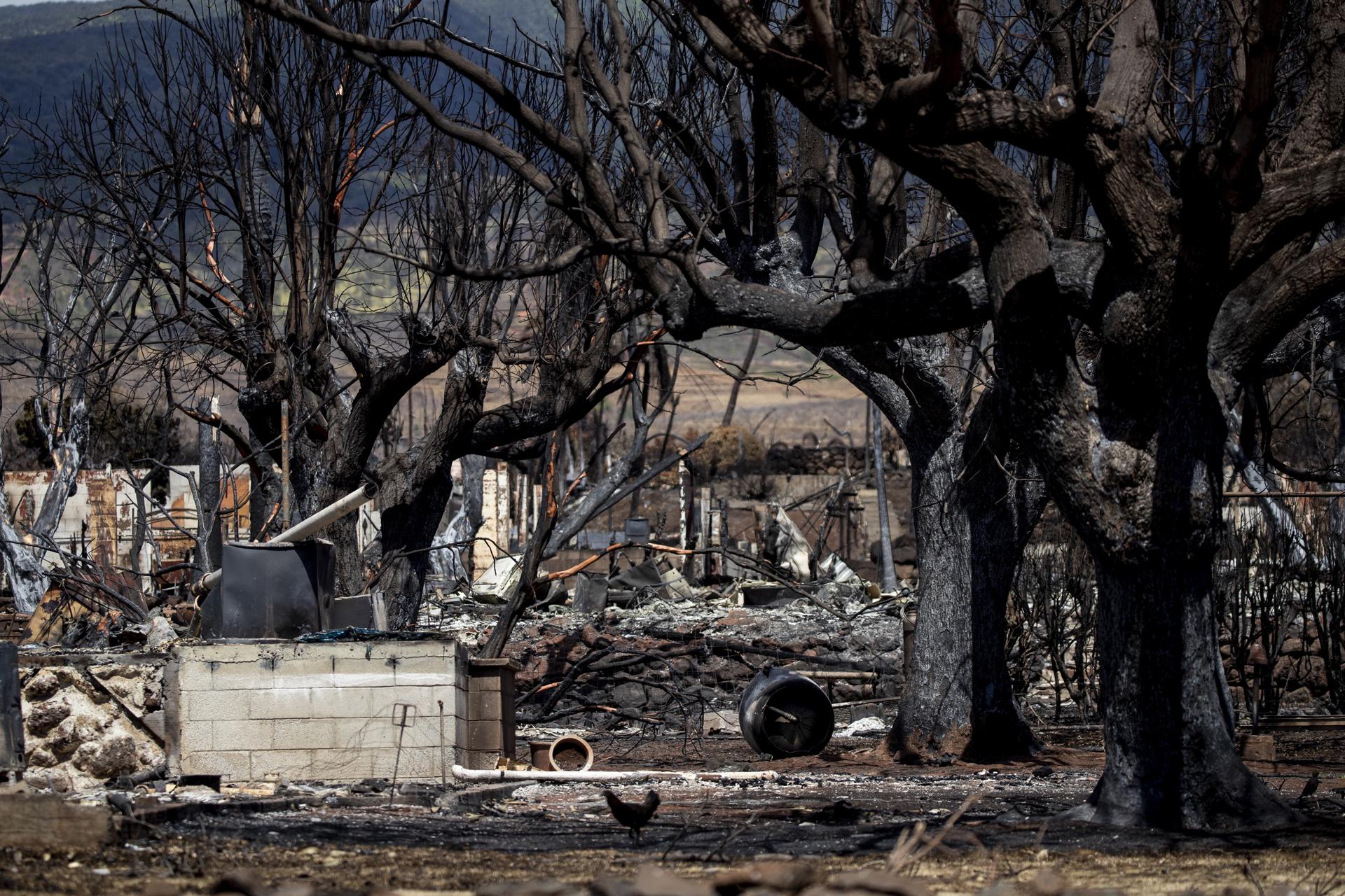 Autoridades elevan a 106 el número de fallecidos en los incendios en Maui