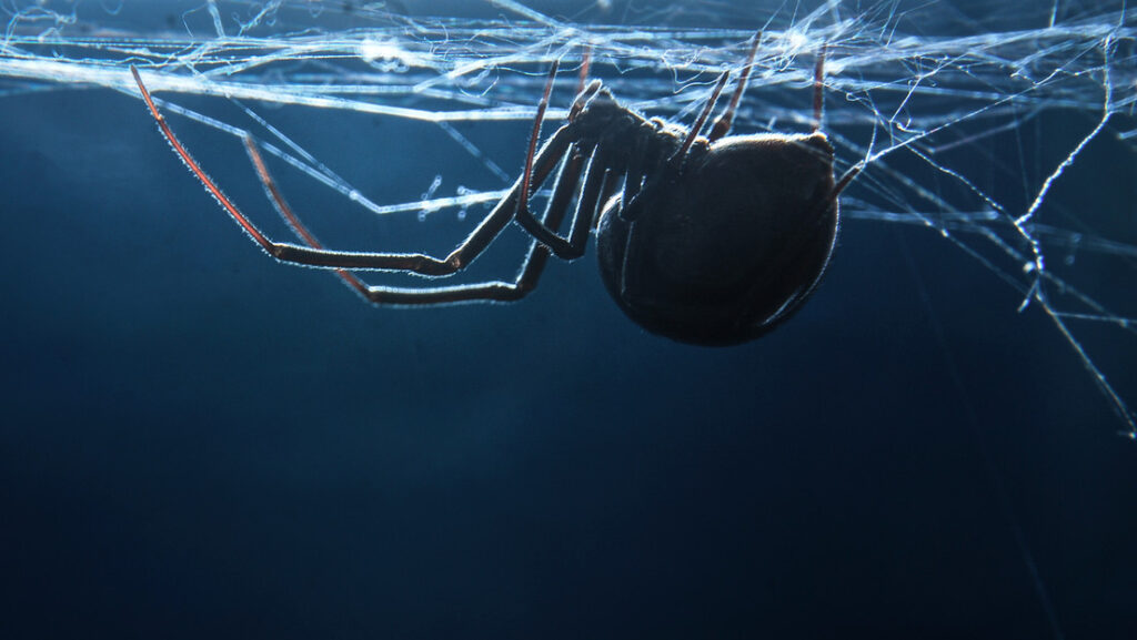 Niño se deja picar por viuda negra para convertirse Hombre Araña