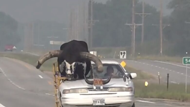 Detienen hombre que conducía acompañado de enorme toro Watusi en Inglaterra