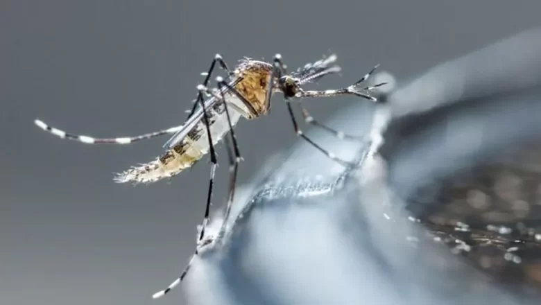 Declaran oleada de dengue en la isla caribeña de Martinica